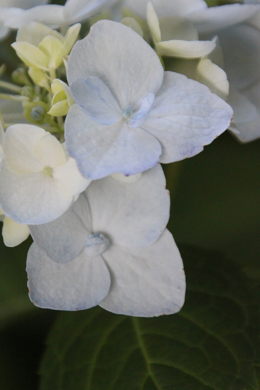 slideshow